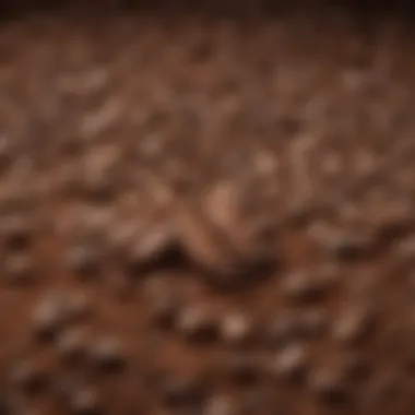 Close-up of freshly ground coffee beans