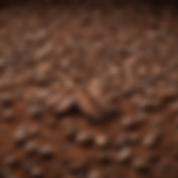 Close-up of freshly ground coffee beans