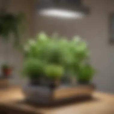 Indoor Herb Garden Kit Arrangement A beautifully arranged indoor herb garden kit featuring various herbs.
