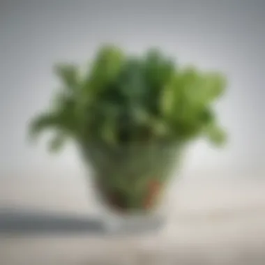 Nutritious greens for a healthful blend Selection of leafy greens and vegetables