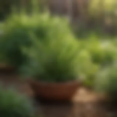 Tarragon Plants in Herb Garden A vibrant herb garden showcasing tarragon plants