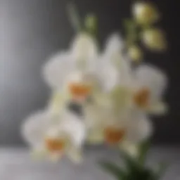 Vanilla orchid flower in bloom, showcasing its delicate beauty