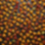 Variety of Doritos flavors displayed artistically