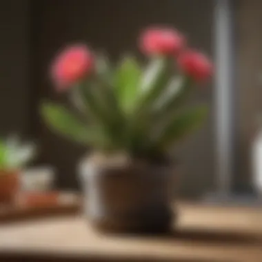 Essential Care Tips for Easter Cactus Easter cactus care setup