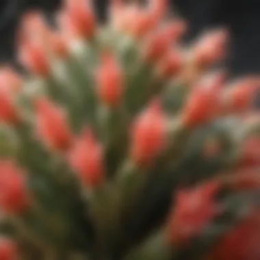 Close-up of Easter cactus leaves