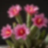 Easter cactus plant in full bloom