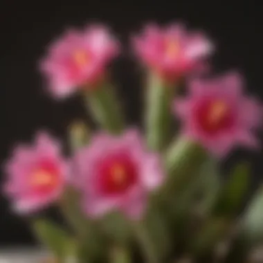 Vibrant Blooms of the Easter Cactus Easter cactus plant in full bloom