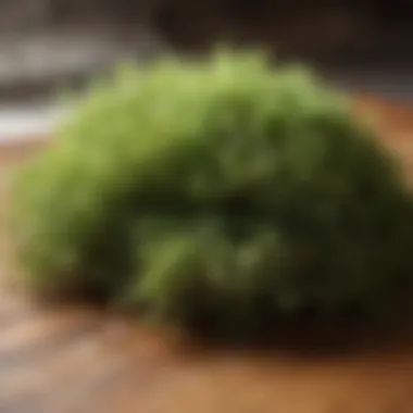 A close-up view of fresh sea moss on a wooden surface