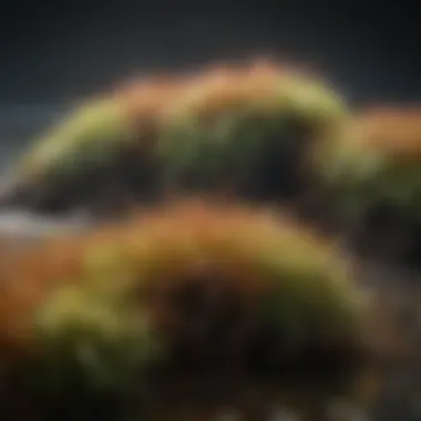 Natural Habitat of Sea Moss A serene ocean landscape illustrating the natural habitat of sea moss