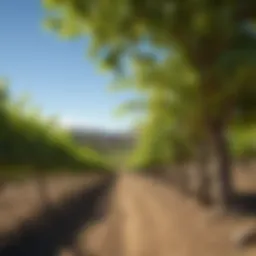 A scenic view of a vineyard in California, showcasing lush grapevines under a clear blue sky.