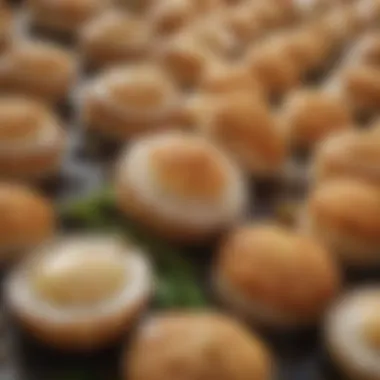 A picturesque coastal scene where jumbo sea scallops are harvested