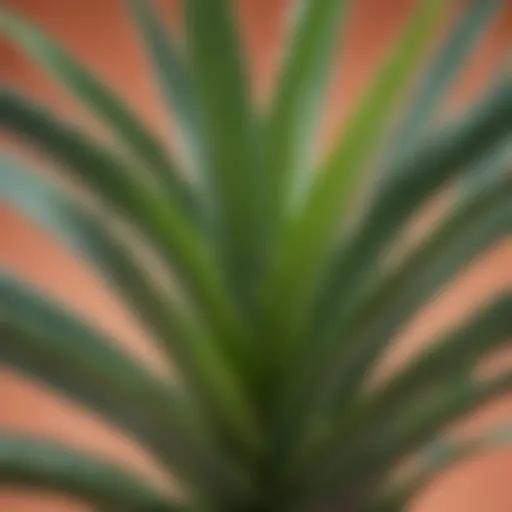 Fresh aloe vera leaves with a clear gel inside