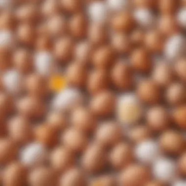 Different types of egg piercers arranged for comparison