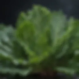 Fresh kale leaves with droplets of water showcasing their vibrant color