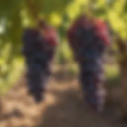 Vineyards showcasing Cabernet grapes under sunlight
