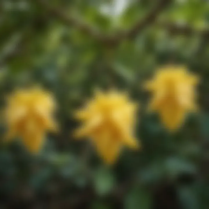 Lush starfruit hanging from branches