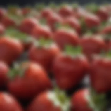 Close-up of ripe strawberries ready for harvest