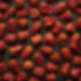 Vibrant display of ghost peppers showcasing their unique shape and color