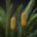 Close-up of banana plant leaves highlighting nutrient absorption