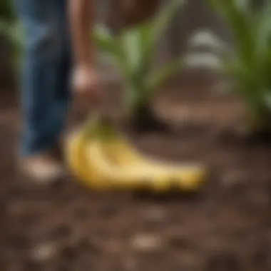 Assessing Soil Conditions for Bananas Soil testing kit used for assessing banana plant soil conditions