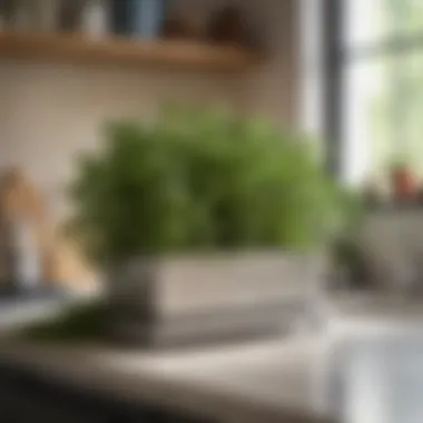 An aesthetically pleasing setup of an indoor herb planter on a kitchen counter