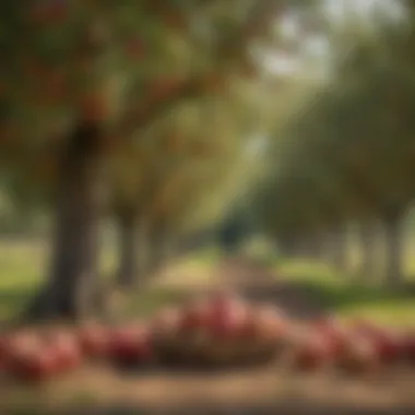 The Essence of Healthy Apples A vibrant apple orchard showcasing healthy apple trees