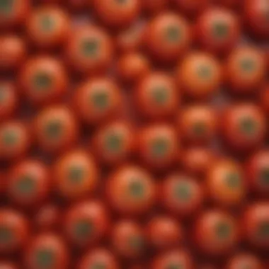 A variety of ripe tomatoes showcasing vibrant colors and textures