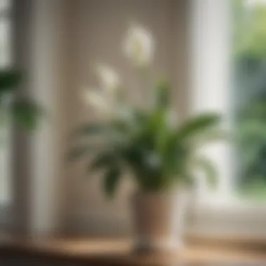 A blooming peace lily on a windowsill, showcasing its beautiful white flowers