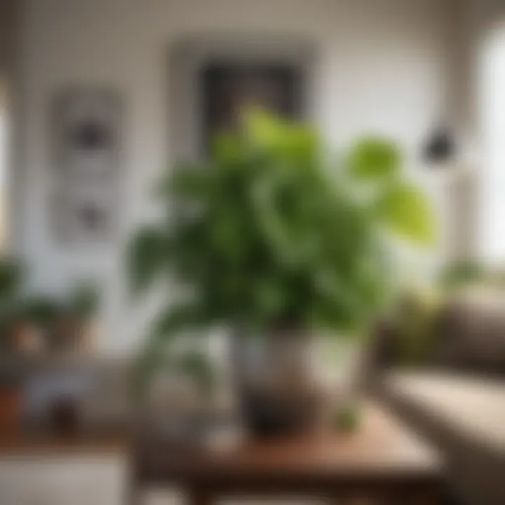 A vibrant pothos plant thriving in a well-lit corner of a modern living room