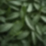 A close-up of sage leaves highlighting their vibrant green color and texture.