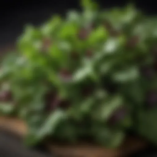 Fresh leafy greens for salad
