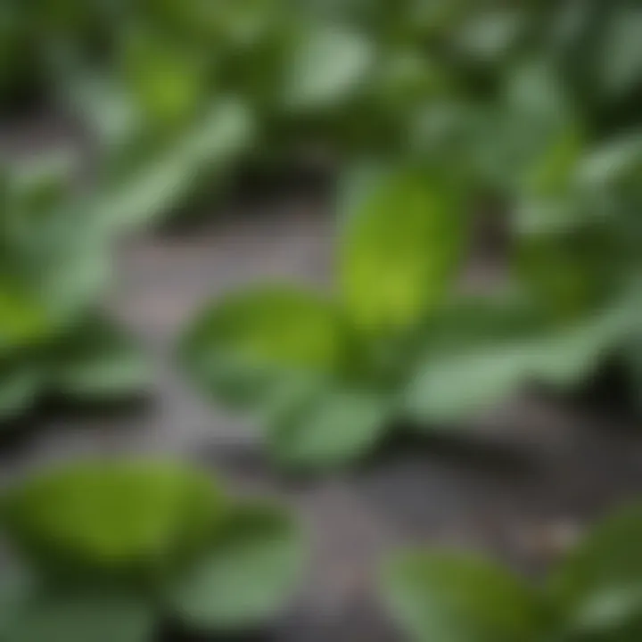 Close-up of fresh mint leaves used in a julep cocktail