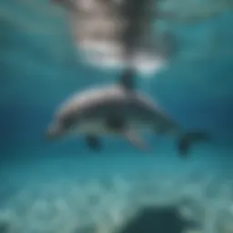 A dolphin swimming gracefully in the clear waters of Kauai