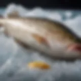 Fresh cod displayed on ice at a seafood market