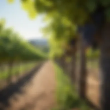 Vineyard of Glera Grape Varieties A picturesque vineyard in Italy showcasing the Glera grape used for Prosecco.