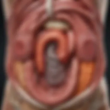 An illustration of the digestive system highlighting the intestines.