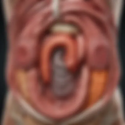 An illustration of the digestive system highlighting the intestines.