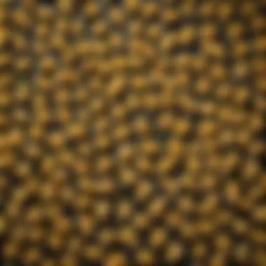 Diverse Pasta Varieties from the Hoan Machine Wide selection of pasta types created using the Hoan machine.